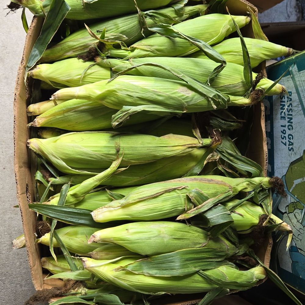Corbitt's Produce - Fresh ears of corn in May - Specialty Food Near Me - Orange Park, Florida Corbitt's Produce - Fresh ears of corn in May - Specialty Food Near Me - Orange Park, Florida
