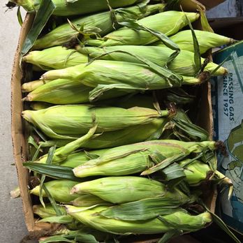 Corbitt's Produce - Fresh ears of corn in May - Specialty Food Near Me - Orange Park, Florida