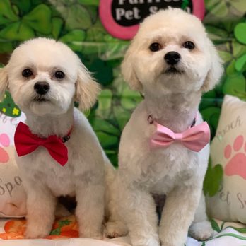 Pooch Purrfect Pet Spa - Pet Groomers Near Me - Dumfries, Virginia Pooch Purrfect Pet Spa - Pet Groomers Near Me - Dumfries, Virginia