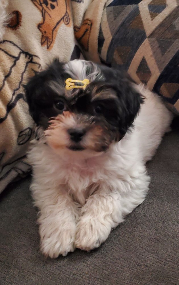 WALKERS PET HOTAIL Updated August 2024 12 Photos & 18 Reviews