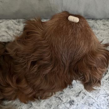 Village Animal Clinic - My sweet girl's curls + 1 heart pill. - Veterinarians Near Me - Mobile, Alabama Village Animal Clinic - My sweet girl's curls + 1 heart pill. - Veterinarians Near Me - Mobile, Alabama