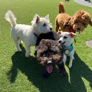 Tefani & So. Dogcare - Pet Sitting Near Me - San Francisco, California Tefani & So. Dogcare - Pet Sitting Near Me - San Francisco, California