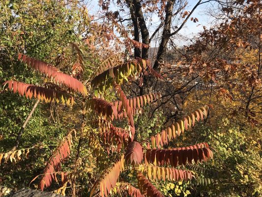Fort Tryon Park by null
