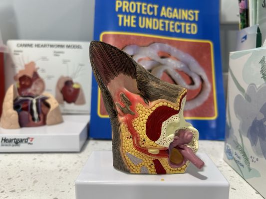 Paradocs Animal Hospital LLC