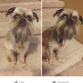 Petz Place - 400 likes on Louie's newly groomed pics on FB! - Pet Stores Near Me - Goodyear, Arizona Petz Place - 400 likes on Louie's newly groomed pics on FB! - Pet Stores Near Me - Goodyear, Arizona