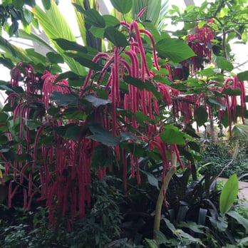 Denver Botanic Gardens - Tropical Gardens (Indoors) - Botanical Gardens Near Me - Denver, Colorado
