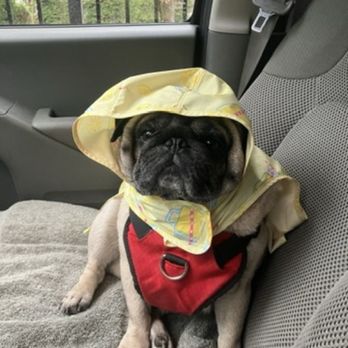 Pet Stylista - Kenji and his adorable rain coat - Pet Groomers Near Me - Sacramento, California Pet Stylista - Kenji and his adorable rain coat - Pet Groomers Near Me - Sacramento, California