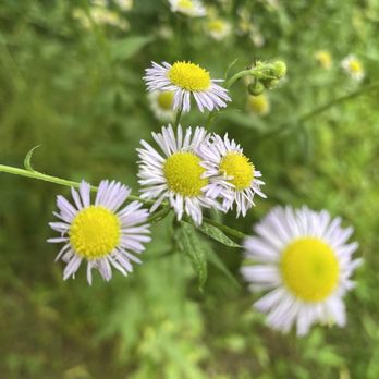 Sky Meadows State Park - Flowers - Parks Near Me - Delaplane, Virginia