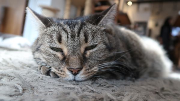 Happy Cat Cafe by null