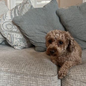 Dirty Dog Solutions - After - Pet Groomers Near Me