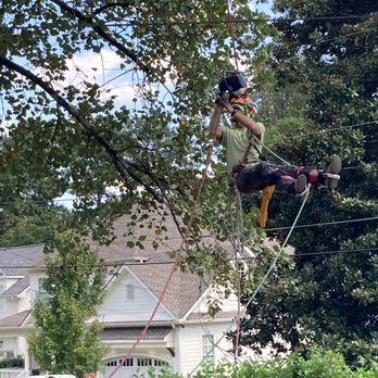 Branch Away - Tree Services Near Me - Atlanta, Georgia Branch Away - Tree Services Near Me - Atlanta, Georgia