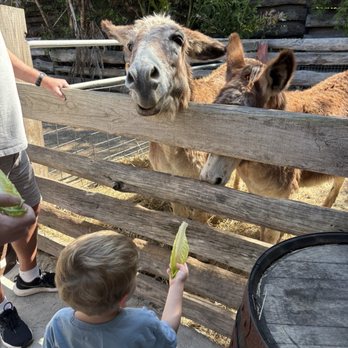 Hogan’s Place - Attraction Farms Near Me - Gibsonton, Florida