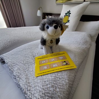 Staypineapple, An Iconic Hotel, The Loop - Meet Dash!  Take him home for $25 and a portion of that money gets donated to local animal shelters and humane society - Hotels Near Me - Chicago, Illinois