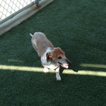 Dog On Fun - Exploring the Fun Zone... - Pet Sitting Near Me - Covina, California