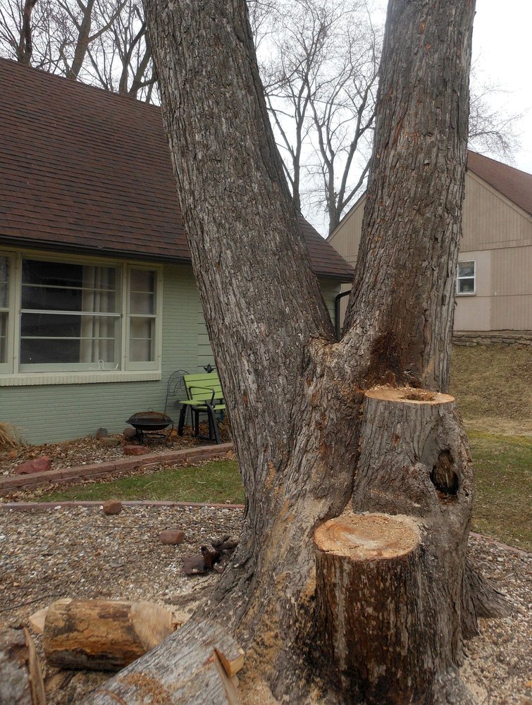 Old Crow Forestry - tree service in Afton, IA