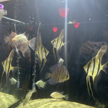 Que Huong - fish tank! - Vietnamese Near Me - Hartford, Connecticut Que Huong - fish tank! - Vietnamese Near Me - Hartford, Connecticut