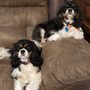 Photo of Doggie Doo's