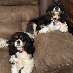 Doggie Doo's - Lizzie & Lainey love going to see JoJo @ Doggy Doo's!