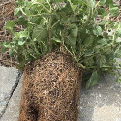 Brafford's Greenhouses - Roots brown on inside