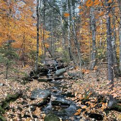 Monadnock State Park - Along or near the White Dot Trail