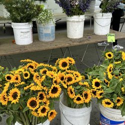 Cypress Flower Farm - Sunflowers