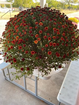 Reeves Family Farm Store by null