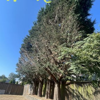 Adalid Treewalker Services - 75 feet Leyland Cypress Trim back away from house - Tree Services Near Me Adalid Treewalker Services - 75 feet Leyland Cypress Trim back away from house - Tree Services Near Me