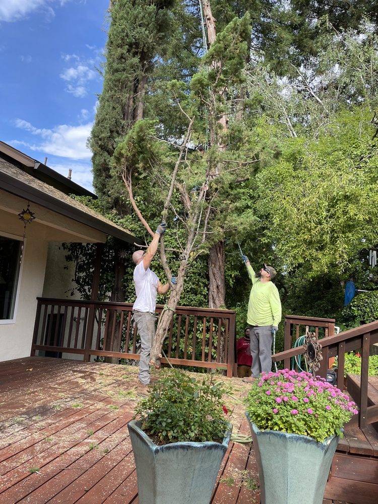 We Care Tree Care - tree service in Citrus Heights, CA