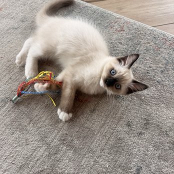 Ragdollkitty Ragdolls - Here is Ocean - Pet Breeders Near Me - Carlsbad, California Ragdollkitty Ragdolls - Here is Ocean - Pet Breeders Near Me - Carlsbad, California