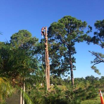 DeRosa's Tree Service - Tree Services Near Me - Deltona, Florida DeRosa's Tree Service - Tree Services Near Me - Deltona, Florida