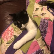 Photo of Prestigious Pets - Dallas, TX, United States