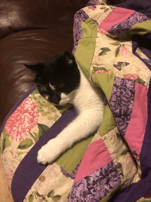 Photo of Prestigious Pets - Dallas, TX, US.