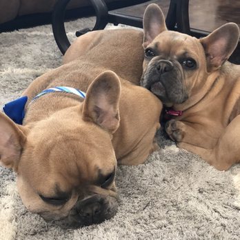 all valley vet clinic