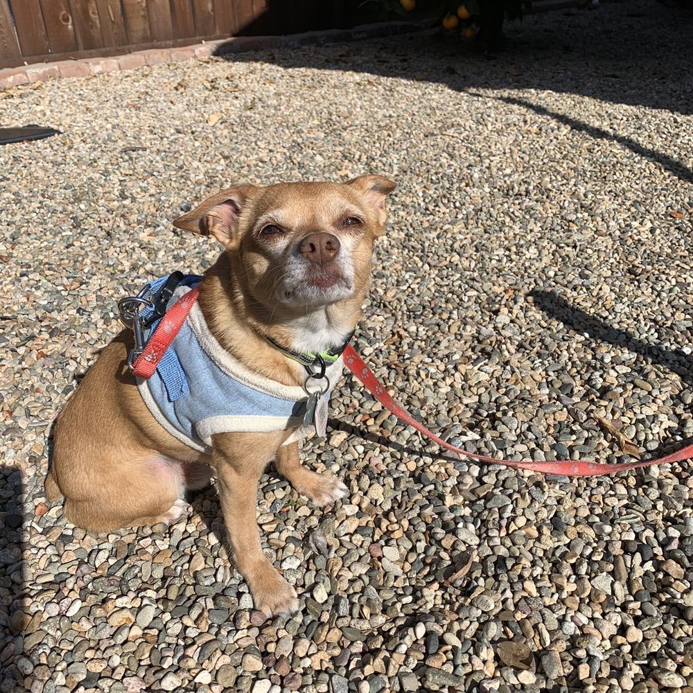 Hardy Built - "Blue" (Ron's dog) Closing the deal. - General Contractors Near Me
