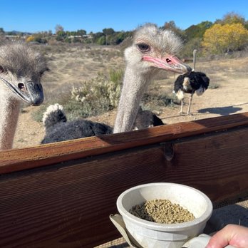 Ostrichland USA - Attraction Farms Near Me - Solvang, California