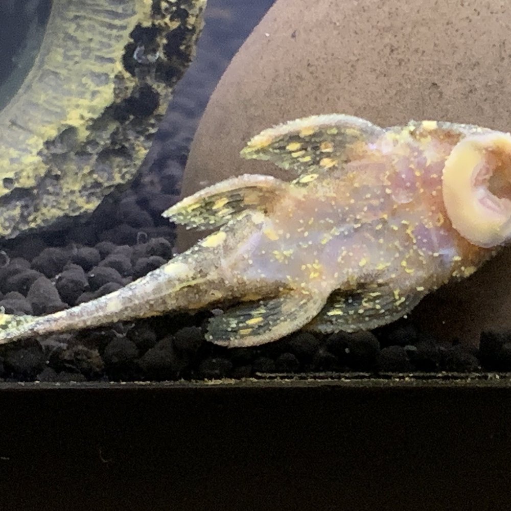 Monster Aquarium - Gold Nugget Pleco, infected and emaciated. - Aquarium Services Near Me - Flushing, New York