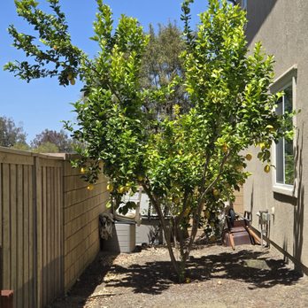 Golden Oaks Tree Care - Before - Tree Services Near Me Golden Oaks Tree Care - Before - Tree Services Near Me