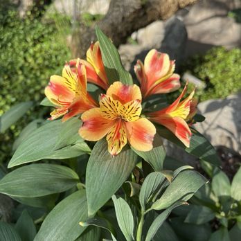 Brooklyn Botanic Garden - So many beautiful plants - Botanical Gardens Near Me - Brooklyn, New York