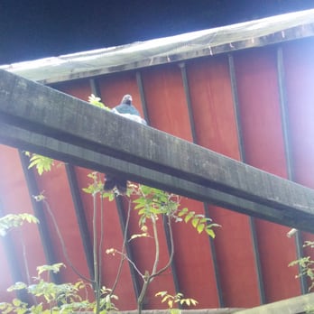 Rainbow Springs Nature Park - Native pigeon - Zoos Near Me - Rotorua, BOP