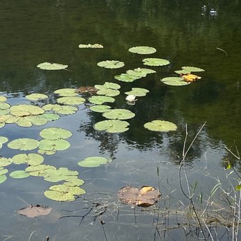 Violet Cury Preserve - Lily pads - Parks Near Me - Lutz, Florida Violet Cury Preserve - Lily pads - Parks Near Me - Lutz, Florida