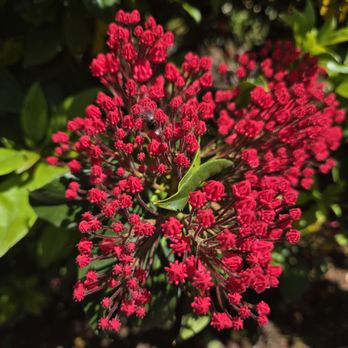 Whitney Gardens and Nursery - Nurseries & Gardening Near Me - Brinnon, Washington Whitney Gardens and Nursery - Nurseries & Gardening Near Me - Brinnon, Washington