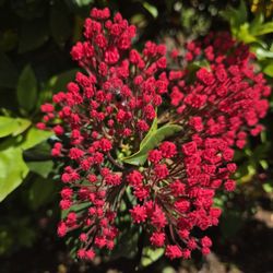 Whitney Gardens and Nursery