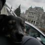 Photo of Victoria Carriage Tours