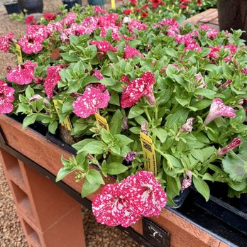 The Garden Corner - Surprise Sparkle red 4 inch - Nurseries & Gardening Near Me - Tualatin, Oregon The Garden Corner - Surprise Sparkle red 4 inch - Nurseries & Gardening Near Me - Tualatin, Oregon