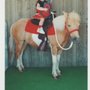 Photo of The Picture Pony Company