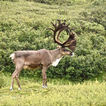 Denali National Park - Caribou welcome off the road. - Parks Near Me Denali National Park - Caribou welcome off the road. - Parks Near Me