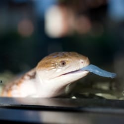 E&M's Reptile Family