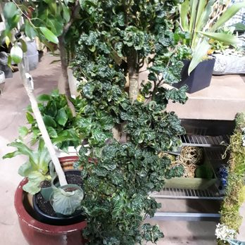 Exotic Plants - Nurseries & Gardening Near Me - Sacramento, California