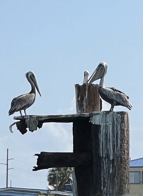 The Original Dolphin Watch by null