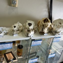Highline MaST Aquarium - Skulls from marine life